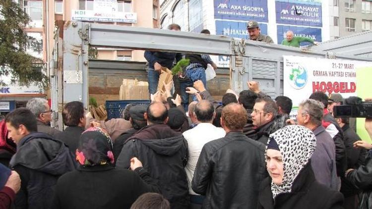 Samsun’da 2 Bin Fıstık Çamı Fidanı Dağıtıldı