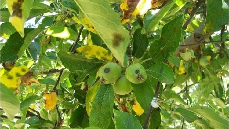 Elma-armut Karalekesi Hastalığına Dikkat