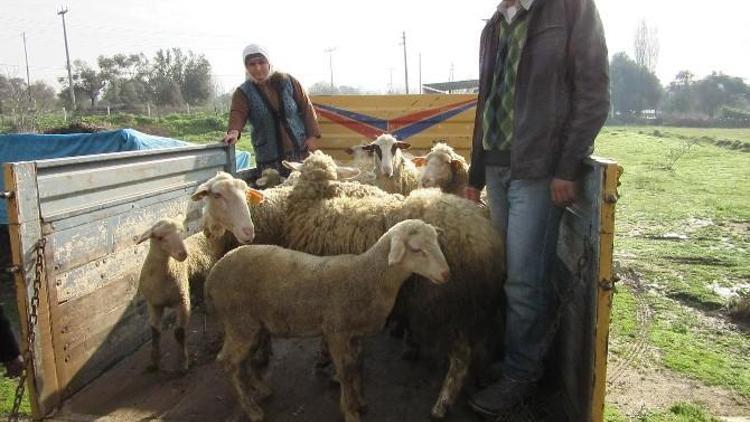 Nazilli’de Hayvan Hırsızları Jandarmadan Kaçamadı