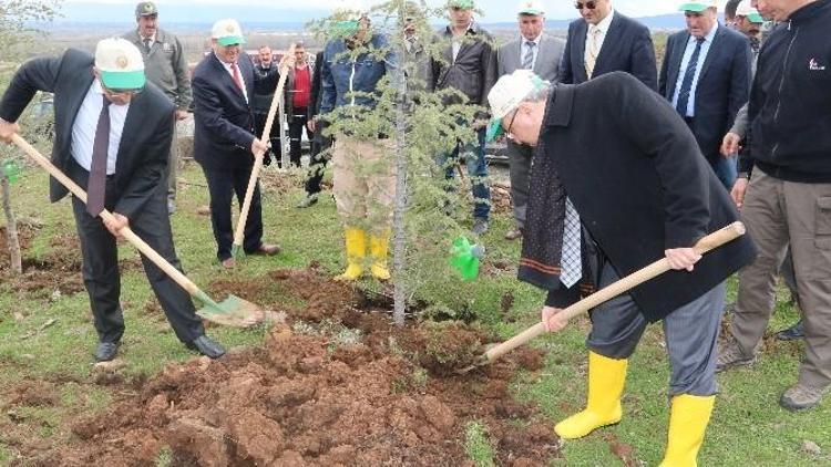 Erdoğan Adına Hatıra Ormanı Oluşturuldu