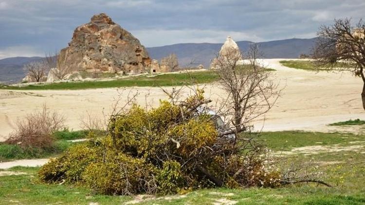 Göreme’de Ökse Otuna Karşı Mücadele