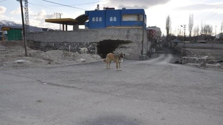 Sokak Köpeklerine Kuduz Aşısı