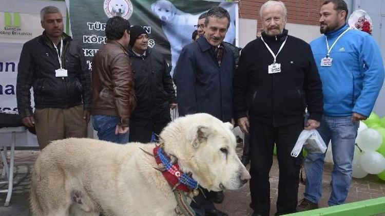 Tarım Fuarı’nın Gözdesi ’Akbaş’ Köpekleri