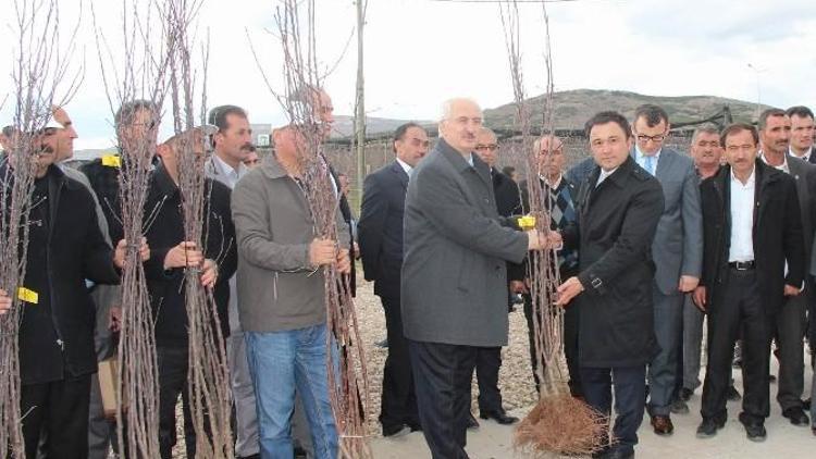 Sivas’ta Çiftçilere Sebze Ve Meyve Fidesi Dağıtıldı