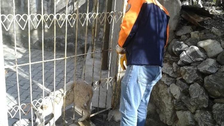 Hakkari’de Köpek Kurtarma Operasyonu