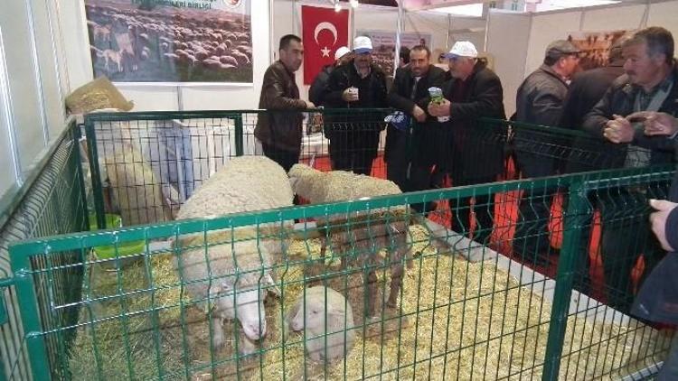 Ankaralı Çobanlardan Eskişehir Fuarı’na Teknik Gezi