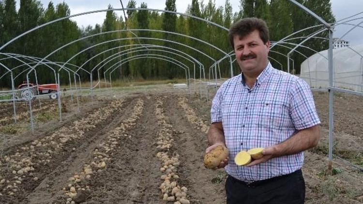 Milli Patates Çeşitleri Tescillendi