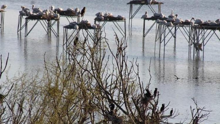 Kuş Cennetinde Kuluçka Dönemi