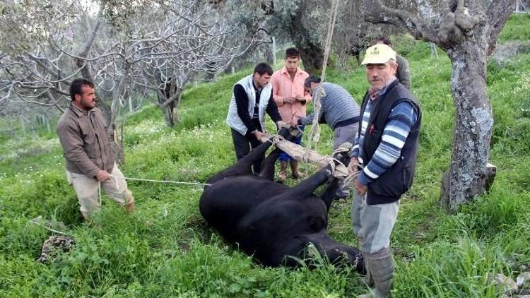 Karasaban Hala Köylünün Vazgeçilmezi