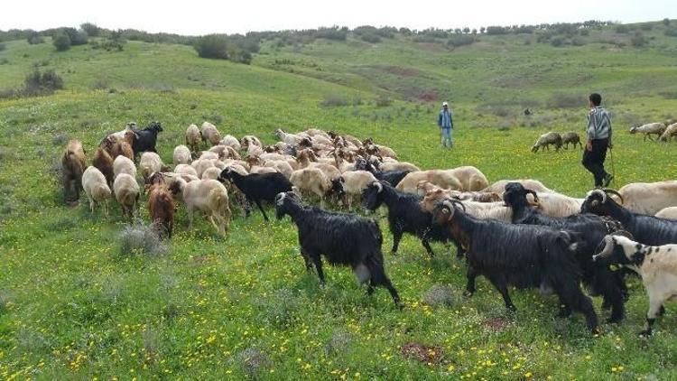 Kilis’te Mera Açılışı