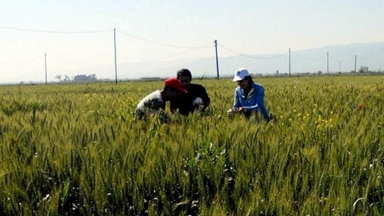 İhracat Gerilerken Hububat İhracatı Artıyor