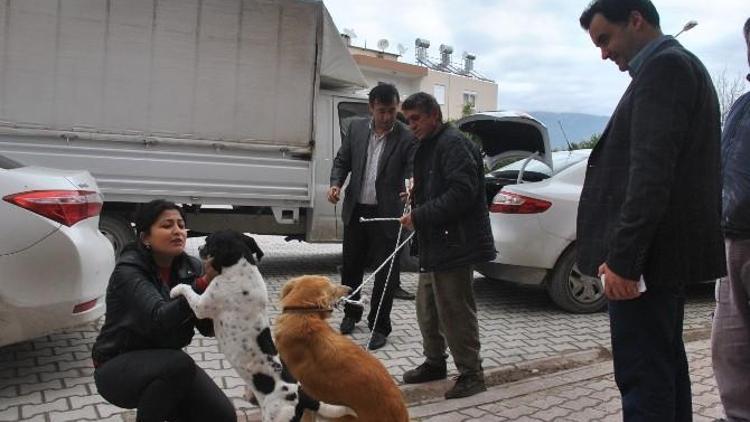 Demre’de Sokak Köpekleri Kısırlaştırıldı