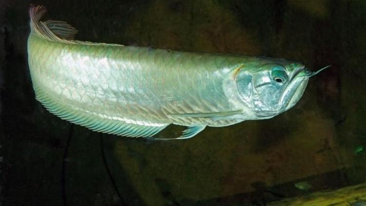 Arowana Balığı Aqua Vega’da