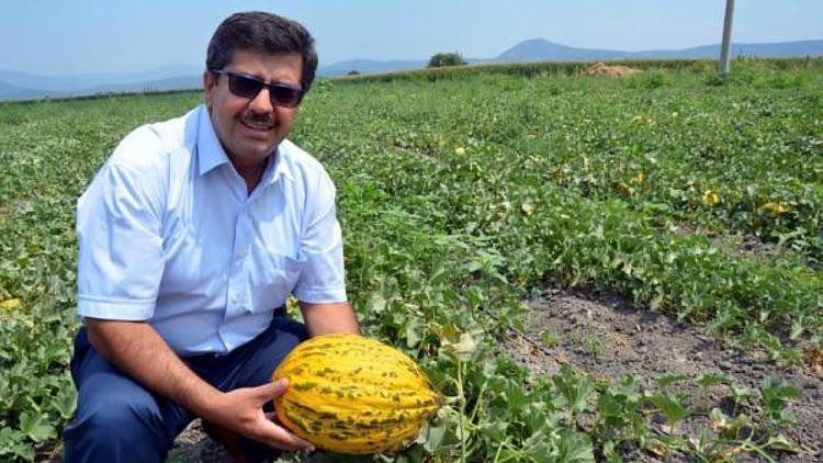 Kırkağaç kavununda hasat başladı