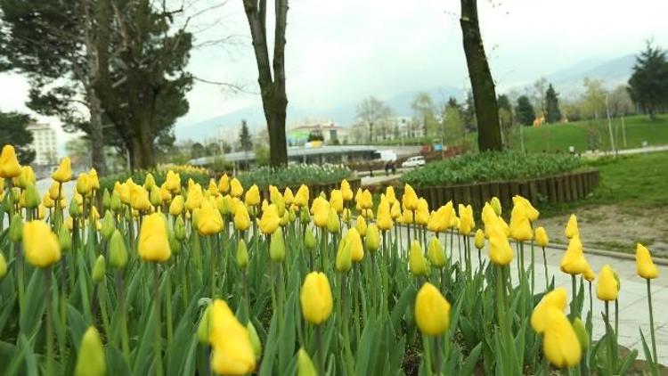 Bursa’da Lale Devri