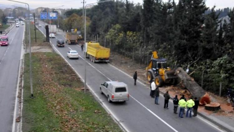 Yalova’da Yeni Ağaç Polemiği