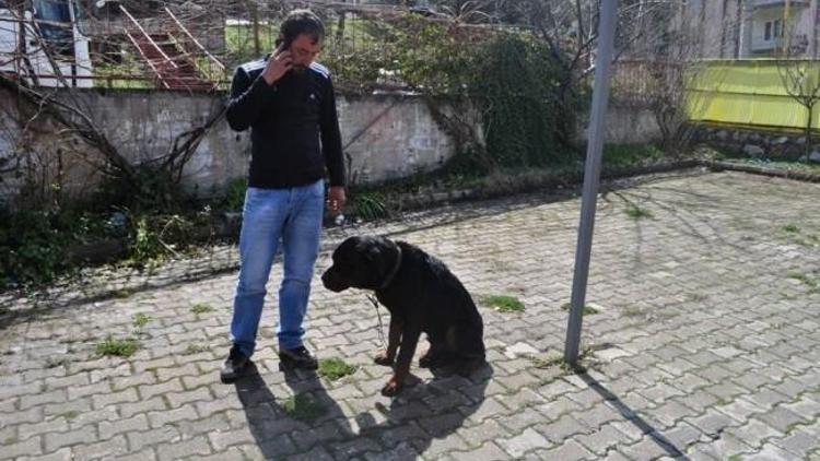 Kuduz Köpek Şüphesi Tüm Birimleri Seferber Etti