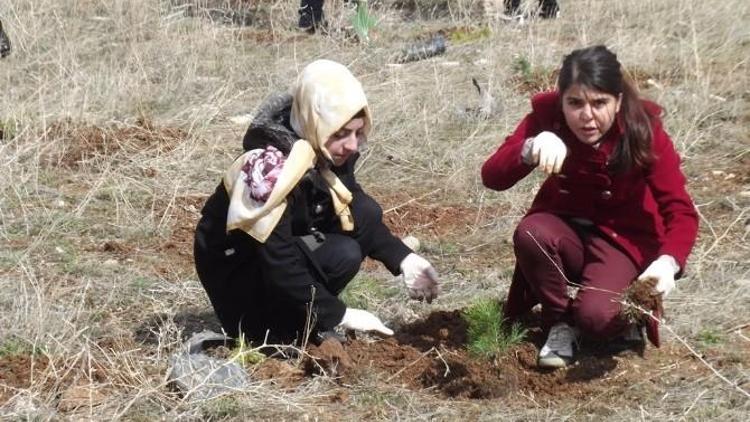 Bayburt Üniversitesi Öğrencileri Bayburt Çevresini Ağaçlandırıyor