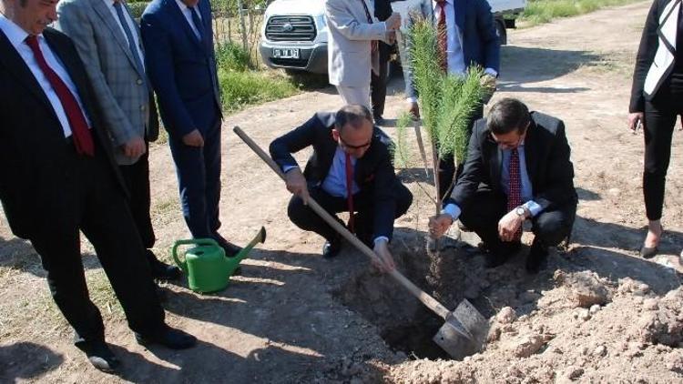 Didim’de 400 Çam Fidanı Toprakla Buluştu