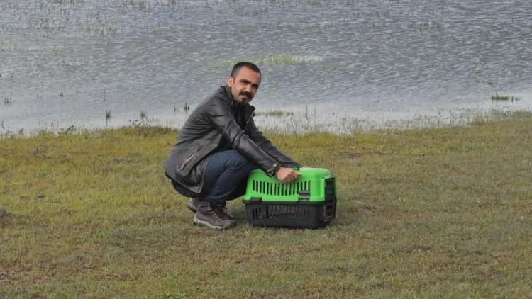 Bitkin Halde Bulunan Balıkçıl Kuşu Tekrar Doğaya Bırakıldı