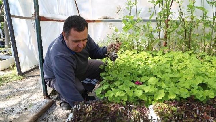 Bodrum Yarımadası Sardunyalarla Kaplanacak