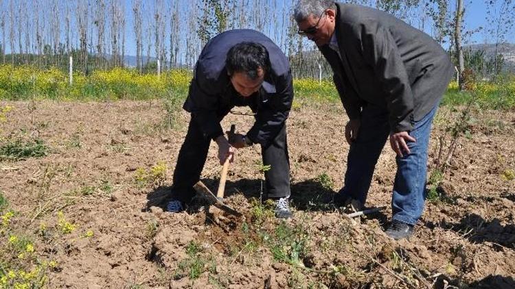 Yatağan’da İlk Trüf Mantarı Hasadı 2018’de Yapılacak