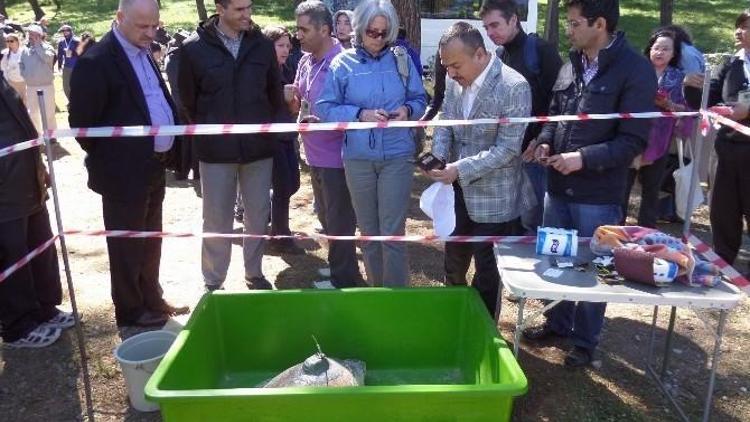 İztuzu Sahilinde 4 Deniz Kaplumbağası Denize Bırakıldı