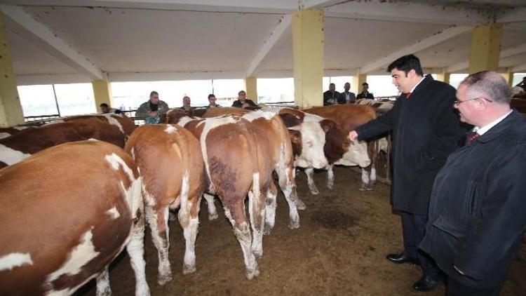 Ağrı’da Damızlık Boğa Dağıtımı