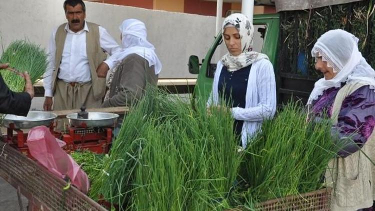 Şırnak Haberleri - Şırnak'ta Peynir Otuna Yoğun İlgi - Son Dakika Yerel Haberler