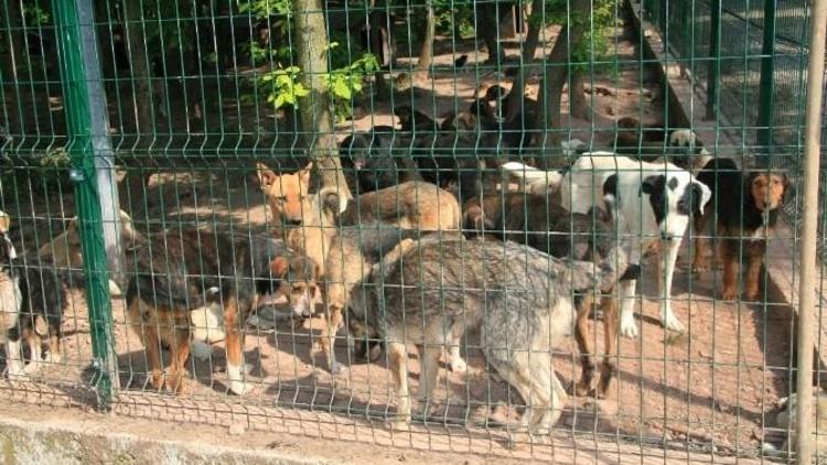 Bu Barınağı Çocuklar Çok Sevecek