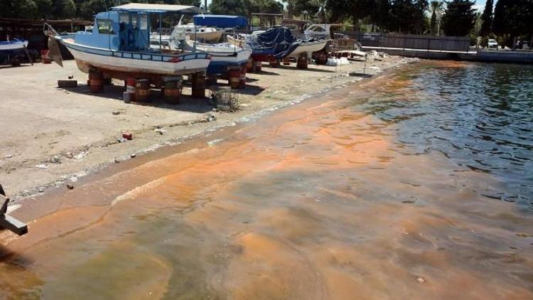 Deniz Kirliliği Sandılar, Balık Yumurtası Çıktı