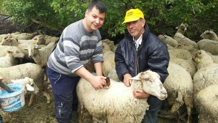 Malkara’da Küçükbaş Hayvanlar Aşılandı