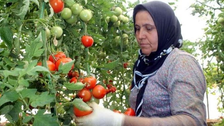 Ege İhracatını Tarım Ayakta Tuttu