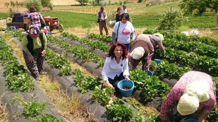 CHP’li Tur Yıldız Biçer, Çilek Tarlasında