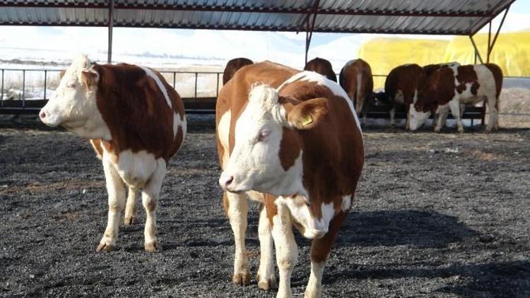 Hayvancılık İşletmelerine 26 Milyon TL Destekleme Ödemesi Yapıldı