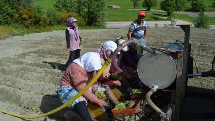 Selendi’de Tütün Üreticisinin Tatlı Çilesi Başladı