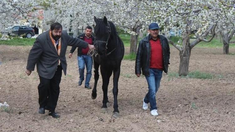 Beyşehir’de Rahvan Atlar Kapalı Mekanlarından Çıktı