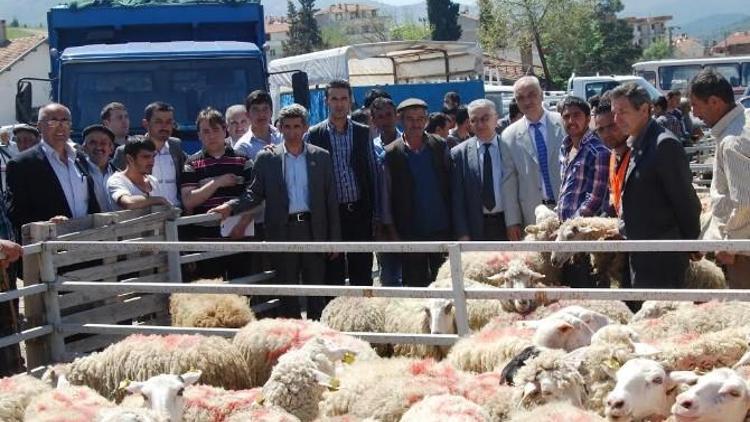 Orhanelili Çiftçilere Ücretsiz Koyun Dağıtıldı