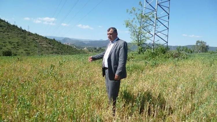 Osmaneli Ziraat Odası Başkanı Ünver Çiftcileri Sarı Pas Hastalığına Karşı Uyardı