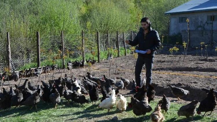 Suşehri’nde Organik Köy Yumurtası Çiftliği Kuruldu