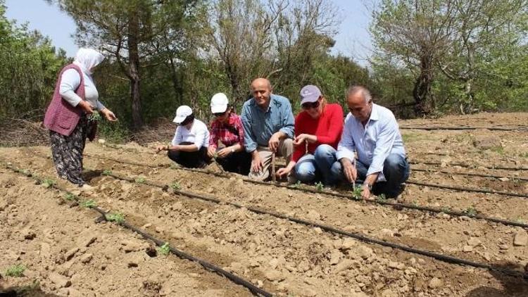 Kekik Fideleri Toprakla Buluştu