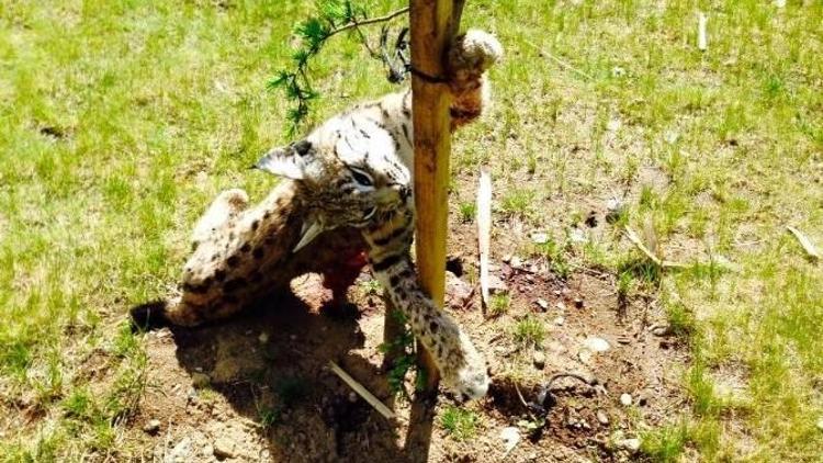 Trabzon’da Nesli Tükenmekte Olan Vaşak Ölü Bulundu