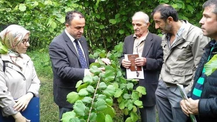 Fatsa’da Fındık Hastalık Ve Zararlıları Bilgilendirme Toplantısı