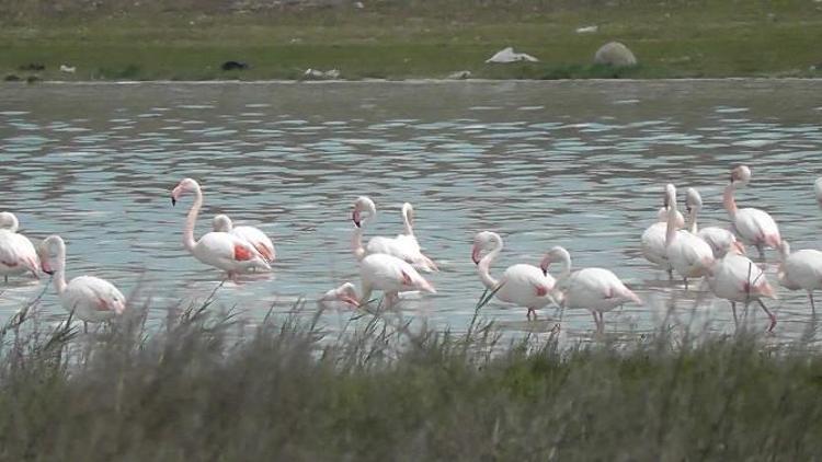 Kulu Düden Gölünde Flamingo Sayısı Artmaya Başladı