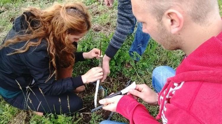 Kestane Anaçları Aşılandı