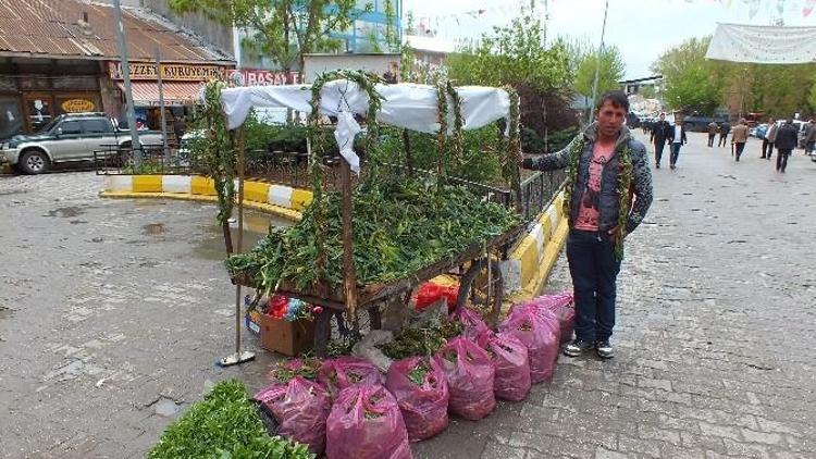 Şifalı Otlar Geçim Kaynakları Oldu