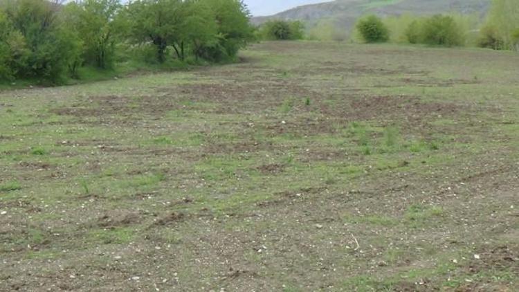 Domuzlar Tarladaki Ekinleri Zarar Verdi