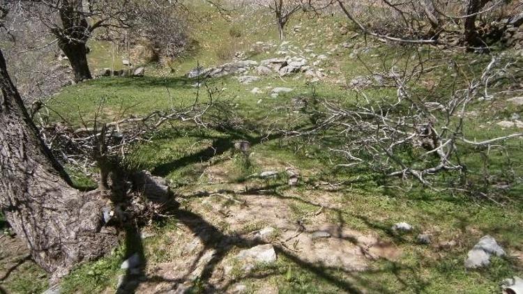 Ceviz Ağaçlarındaki Hasar, Karların Erimesi İle Ortaya Çıktı