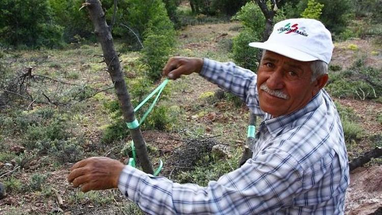 Yabani Zeytinler Ekonomiye Kazandırılıyor