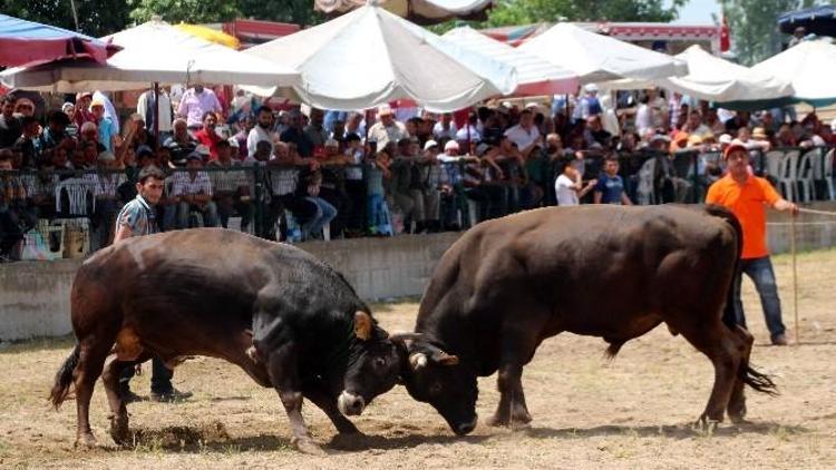 Aydın’da Boğa Güreşi Şenliklerinde İspanyaya Aratmayan Görüntüler Yaşandı